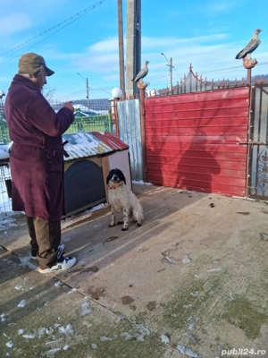 Vand caine brac german - imagine 5