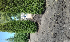 Irigatii gazon Rain Bird Hunter pentru gazon, pomi fructiferi, seresi solari , vita de vie 