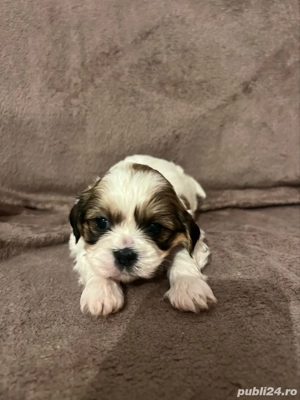 Shih Tzu cățelusi - imagine 3