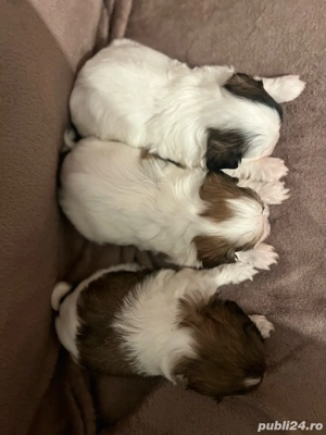 Shih Tzu cățelusi - imagine 4