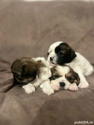 Shih Tzu cățelusi