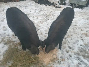 Porci de vinzare - imagine 3