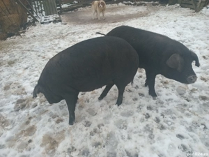 Porci de vinzare - imagine 4