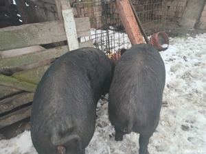 Porci de vinzare - imagine 5