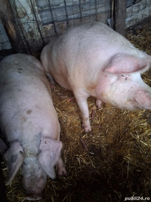 Porci de rasa, Marele Alb - imagine 2