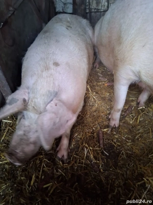 Porci de rasa, Marele Alb - imagine 3