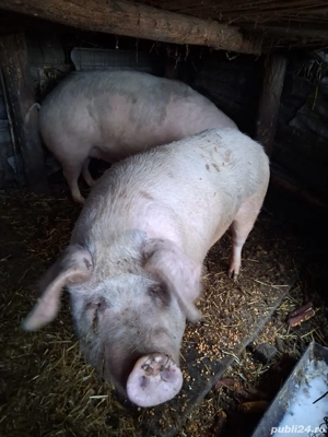 Porci de rasa, Marele Alb - imagine 4