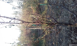 Taieri pomi fructiferi, vita de vie, trandafiei,gard viu,plante ornamentale 