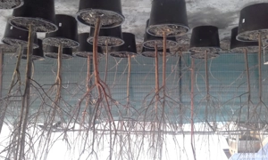 Taieri pomi fructiferi, vita de vie, trandafiei,gard viu,plante ornamentale  - imagine 3