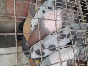 Vând șoldani, 10 bucăți, 500 lei bucata - imagine 4