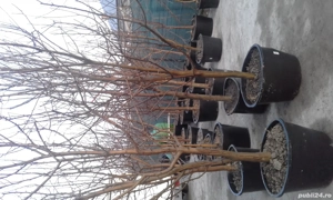 Taieri pomi fructiferi, vita de vie, trandafiei,gard viu,plante ornamentale  - imagine 2