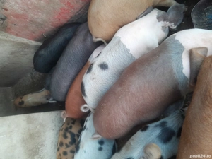 Vând șoldani, 10 bucăți, 500 lei bucata - imagine 2