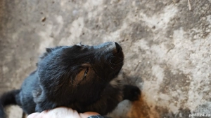 donez pui de catei - imagine 3