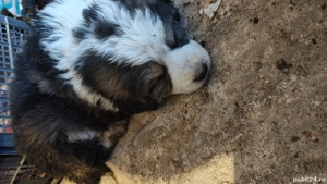 donez pui de catei - imagine 5