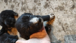 donez pui de catei - imagine 4