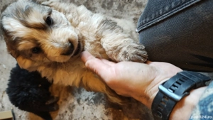 donez pui de catei - imagine 2