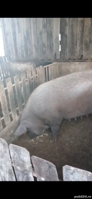 Porc de vanzare - imagine 2