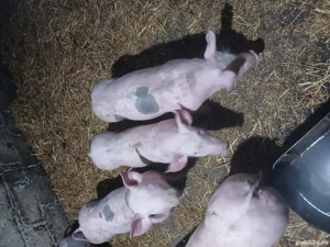 Porci de vînzare  - imagine 2