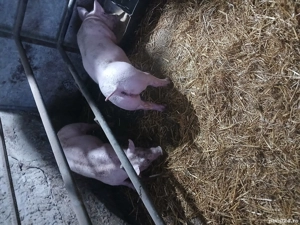 Porci de vînzare  - imagine 4