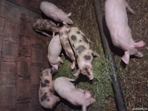 vând purcei de rasa cu greutate de pana la 30 kg  - imagine 2