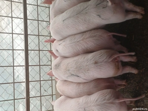 De Vanzare - imagine 3