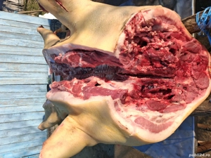 vând purcei de rasa cu greutate de pana la 30 kg  - imagine 3