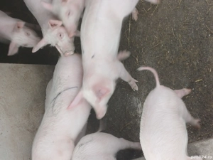 De Vanzare - imagine 4