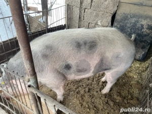 Porci crescuti natural  DIRECT DIN GOSPODĂRIE!      - imagine 3