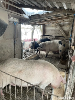 Porci crescuti natural  DIRECT DIN GOSPODĂRIE!      - imagine 5