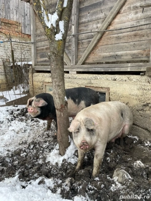 Porci crescuti natural  DIRECT DIN GOSPODĂRIE!     