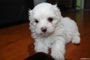 Bhison  jucăuși si iubitori  - imagine 5