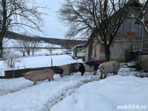 Porci crescuti natural  DIRECT DIN GOSPODĂRIE!      - imagine 2