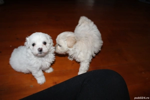 Bhison  jucăuși si iubitori  - imagine 3