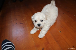 Bhison  jucăuși si iubitori  - imagine 4