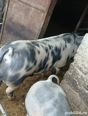 Vand porci - imagine 4