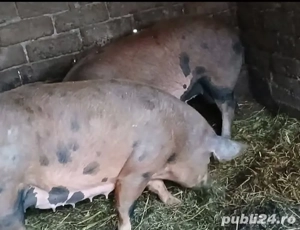 Vand porci - imagine 2
