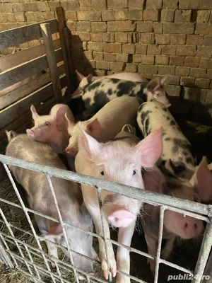 Purcei   șoldani de vânzare   CRESCUȚI NATURAL!     