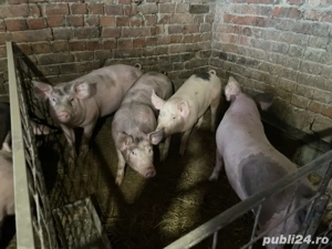 Purcei   șoldani de vânzare   CRESCUȚI NATURAL!      - imagine 2