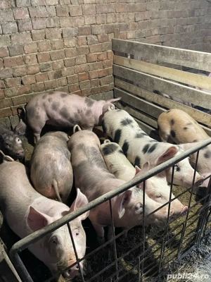 Purcei   șoldani de vânzare   CRESCUȚI NATURAL!      - imagine 5