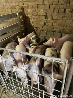 Purcei   șoldani de vânzare   CRESCUȚI NATURAL!      - imagine 4