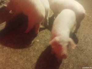 vand purcei landras  - imagine 2