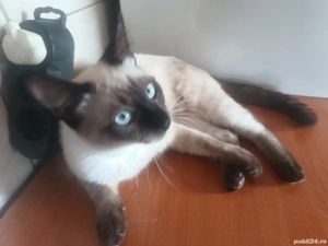 Motanas siamez. - imagine 2