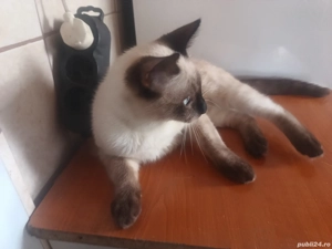 Motanas siamez. - imagine 3