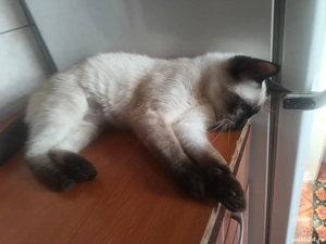 Motanas siamez. - imagine 4