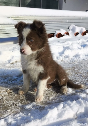 Cățelușă border collie red