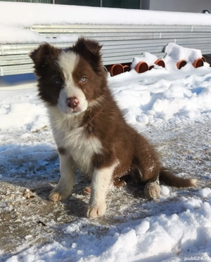 Cățelușă border collie red - imagine 3
