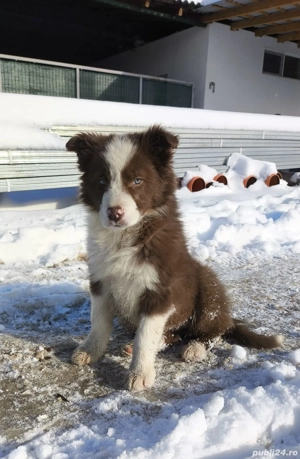 Cățelușă border collie red - imagine 2