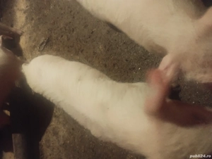 vand soldani landras 