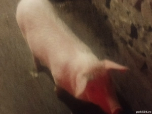 vand soldani landras  - imagine 4