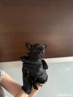 Catei Bulldog Francez - imagine 3